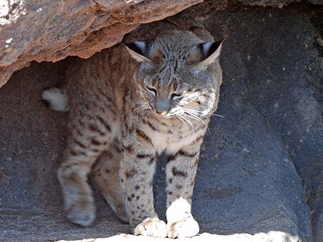 Bobcat (Lynx rufus)