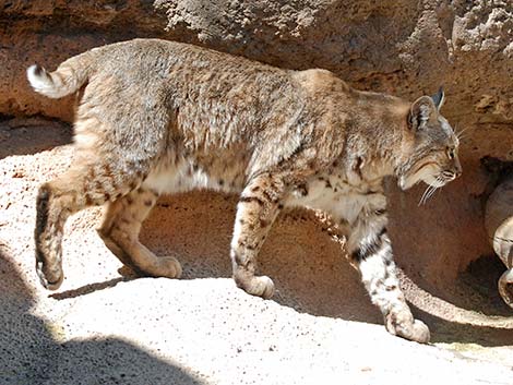 Bobcat (Lynx rufus)