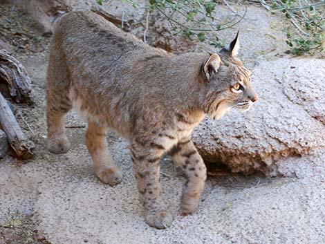 Bobcat (Lynx rufus)