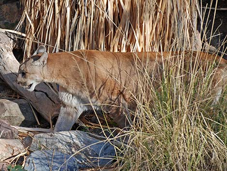 Mountain Lion (Felis concolor)