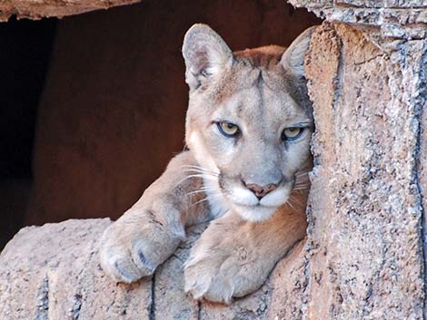 Mountain Lion (Felis concolor)