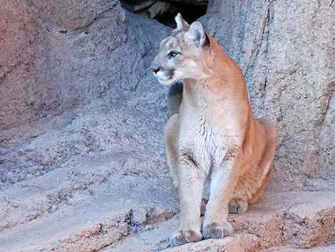 Mountain Lion (Felis concolor)