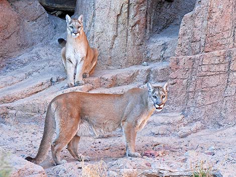 Mountain Lion (Puma concolor)