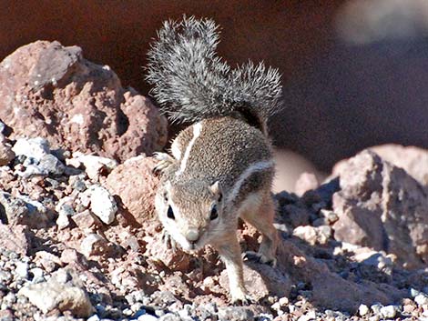 Harris' Antelope Squirrel (Ammospermophilus harrisii)