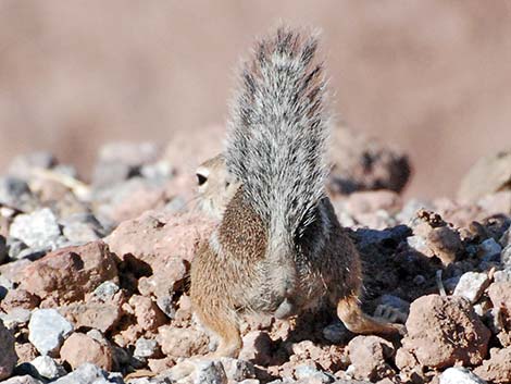 Harris' Antelope Squirrel (Ammospermophilus harrisii)