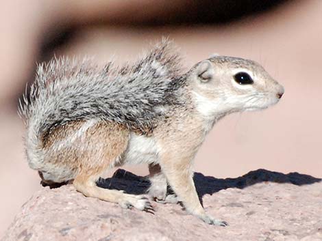 Harris' Antelope Squirrel (Ammospermophilus harrisii)