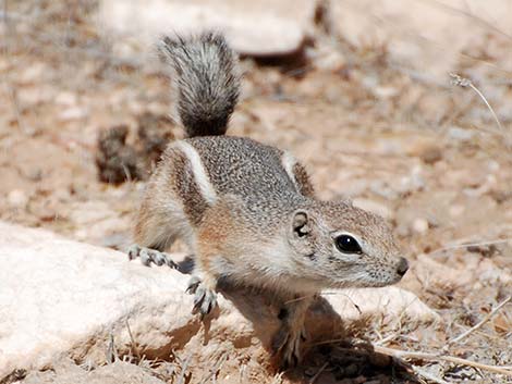 White-tailed Antelope Squirrel (Ammospermophilus leucurus)