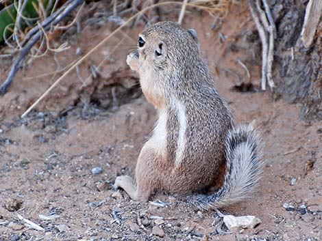 White-tailed Antelope Squirrel (Ammospermophilus leucurus)