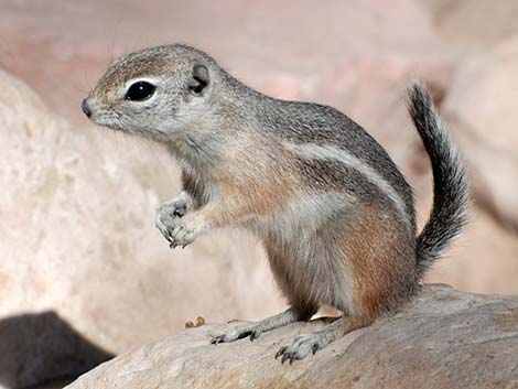 White-tailed Antelope Squirrel (Ammospermophilus leucurus)