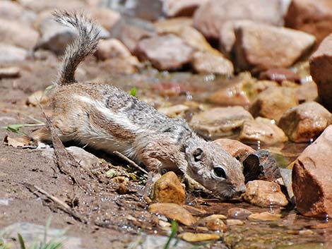 White-tailed Antelope Squirrel (Ammospermophilus leucurus)