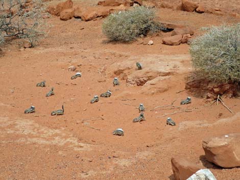 White-tailed Antelope Squirrel (Ammospermophilus leucurus)