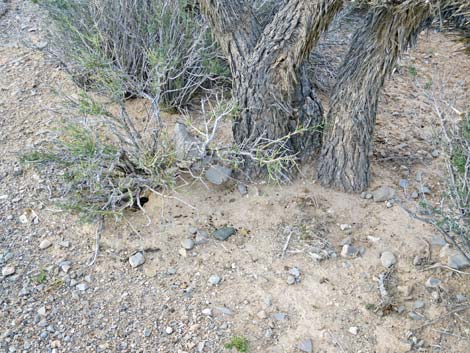 White-tailed Antelope Squirrel (Ammospermophilus leucurus)