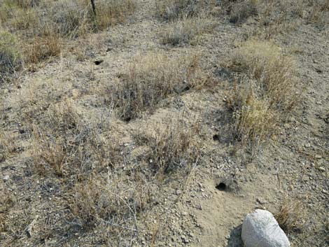 White-tailed Antelope Squirrel (Ammospermophilus leucurus)