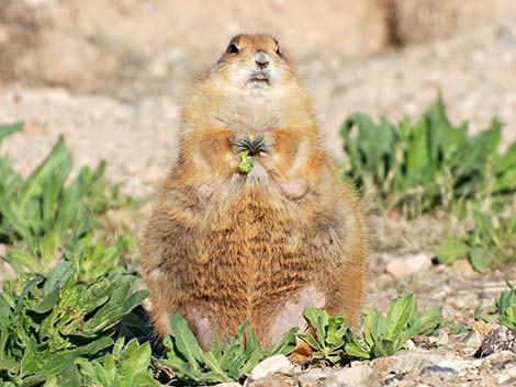 Black-tailed Prairie Dog (Cynomys ludovicianus)