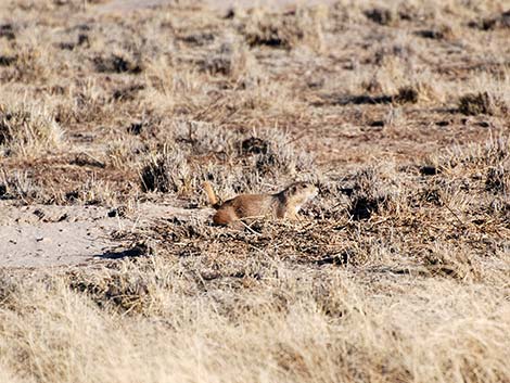 Black-tailed Prairie Dog (Cynomys ludovicianus)