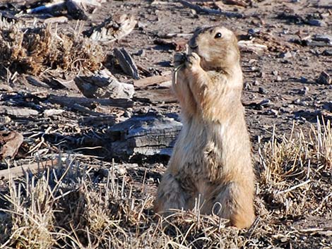 Black-tailed Prairie Dog (Cynomys ludovicianus)