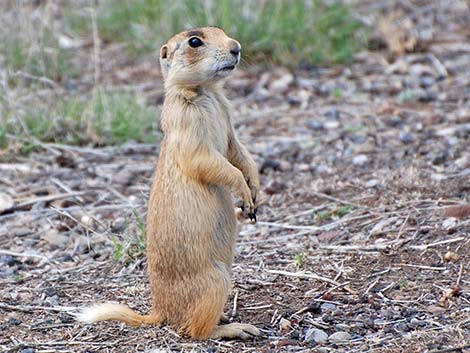 Utah Prairie Dog (Cynomys parvidens)