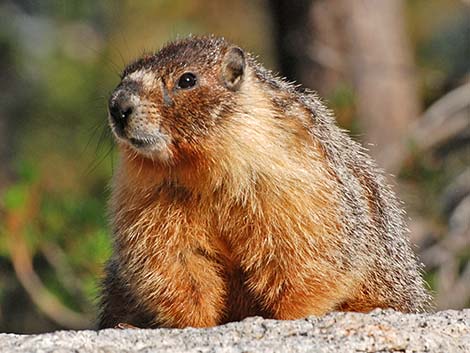 Yellow-bellied Marmot (Marmota flaviventris)