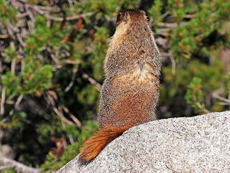 Yellow-bellied Marmot (Marmota flaviventris)