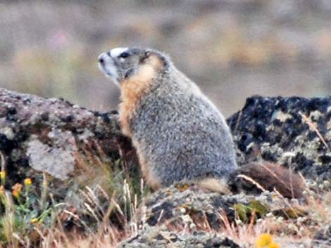 Yellow-bellied Marmot (Marmota flaviventris)