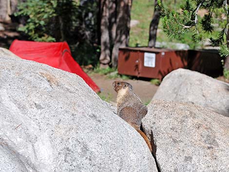 Yellow-bellied Marmot (Marmota flaviventris)