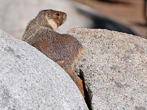 Yellow-bellied Marmot (Marmota flaviventris)