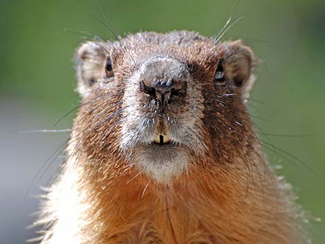 Yellow-bellied Marmot (Marmota flaviventris)