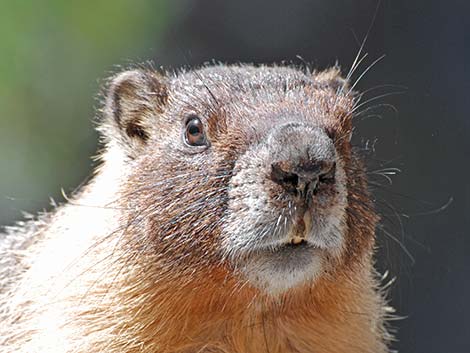 Yellow-bellied Marmot (Marmota flaviventris)