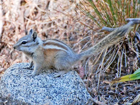 Alpine Chipmunk (Neotamias alpinus)