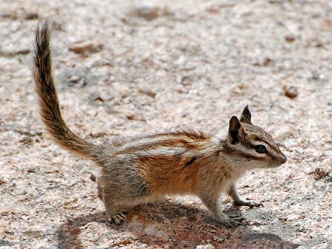 Alpine Chipmunk (Neotamias alpinus)