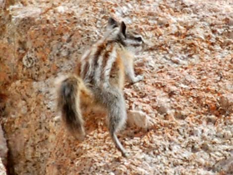 Alpine Chipmunk (Neotamias alpinus)