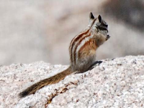 Alpine Chipmunk (Neotamias alpinus)