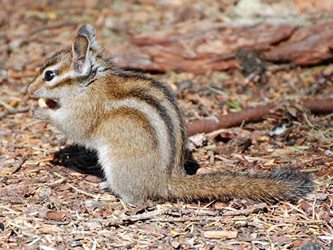 Yellow-pine Chipmunk (Neotamias amoenus)