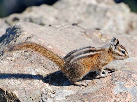 Olympic Chipmunk (Neotamias amoenus caurinus)