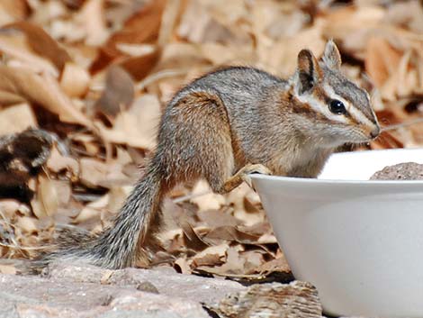 Cliff Chipmunk (Neotamias dorsalis)