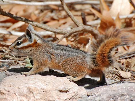 Cliff Chipmunk (Neotamias dorsalis)