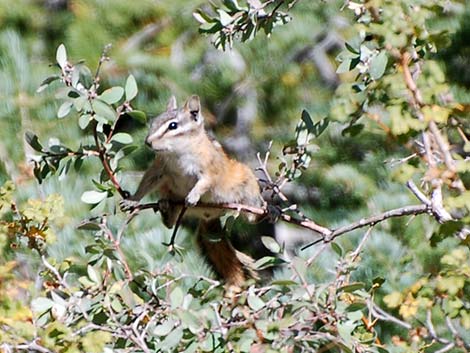 Least Chipmunk (Neotamias minimus)