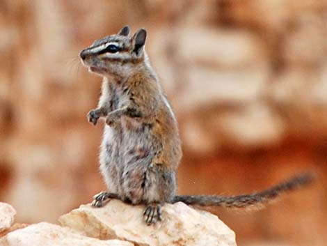 Least Chipmunk (Neotamias minimus)