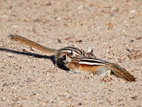 Least Chipmunk (Neotamias minimus)