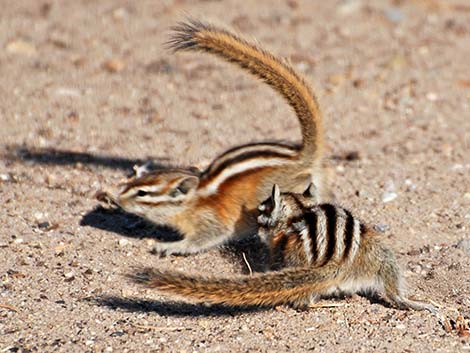 Least Chipmunk (Neotamias minimus)