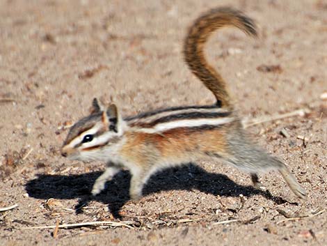 Least Chipmunk (Neotamias minimus)