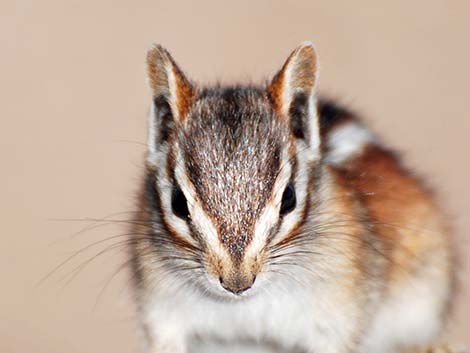 Least Chipmunk (Neotamias minimus)