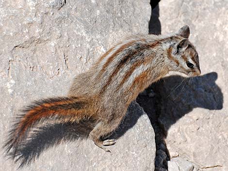 Charleston Mountain Chipmunk (Neotamias palmeri)