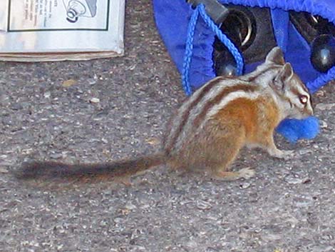 Charleston Mountain Chipmunk (Neotamias palmeri)