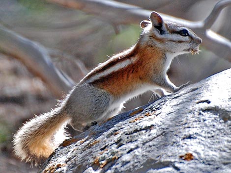 Panamint Chipmunk (Neotamias panamintinus)