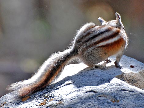 Panamint Chipmunk (Neotamias panamintinus)