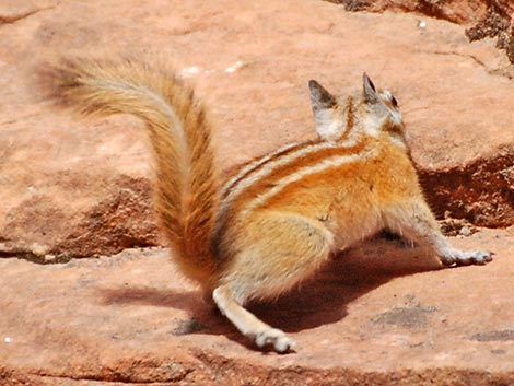 Hopi Chipmunk (Neotamias rufus)