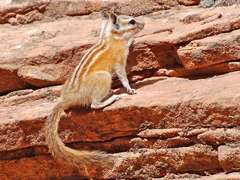 Hopi Chipmunk (Neotamias rufus)