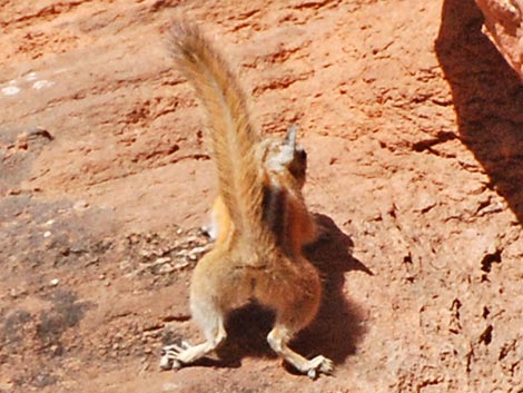 Hopi Chipmunk (Neotamias rufus)