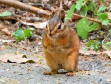 Siskiyou Chipmunk (Neotamias siskiyou)